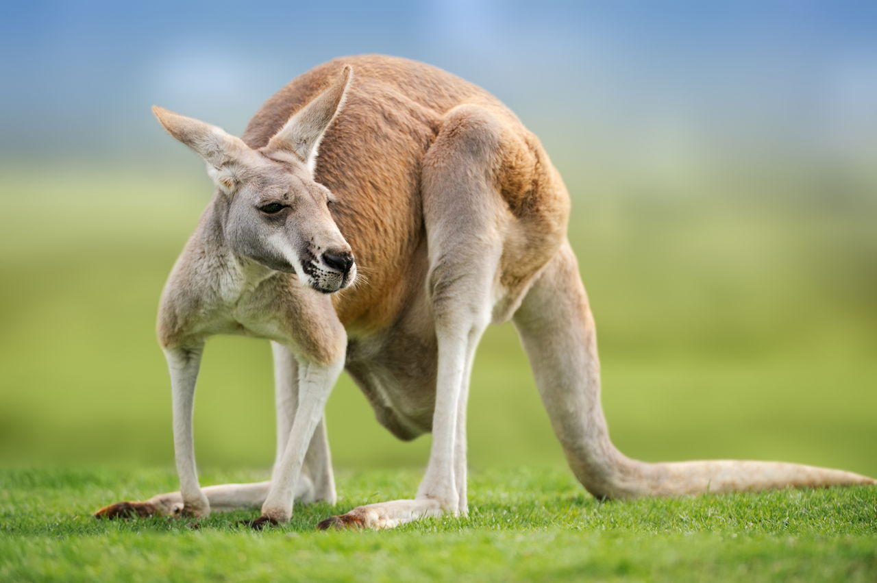 Kangaroo | Animal Planet's The Most Extreme Wiki | Fandom1280 x 851