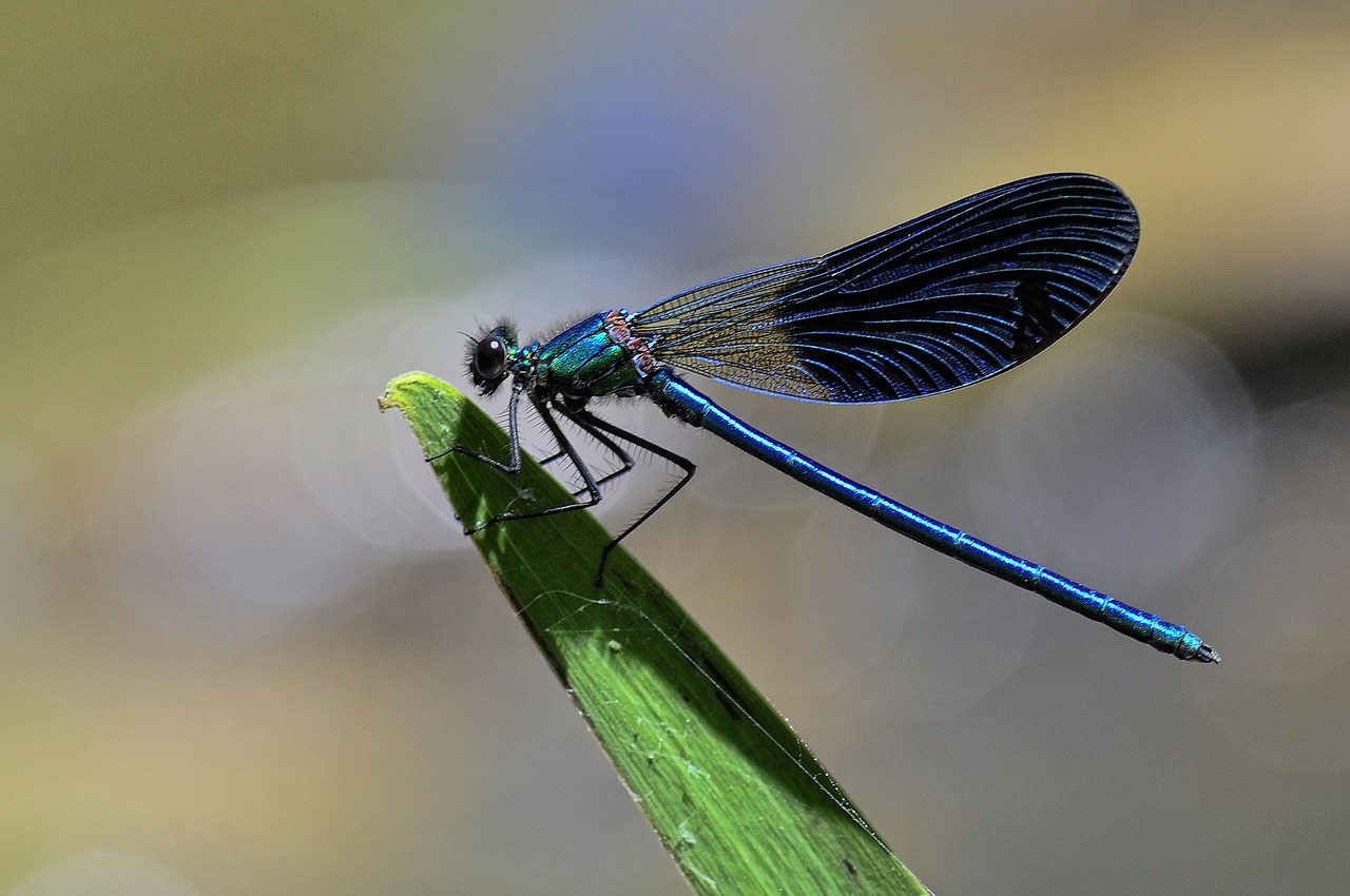 dragonfly animal planet s