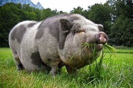 Pig