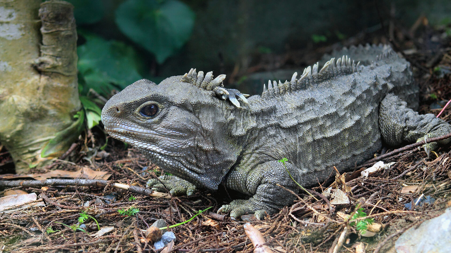 nz dinosaur