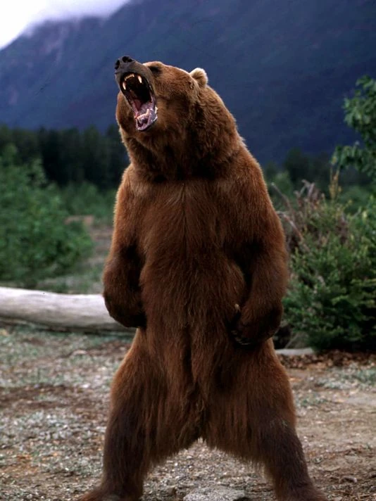 Bear Animal The Most Extreme Wiki Fandom
