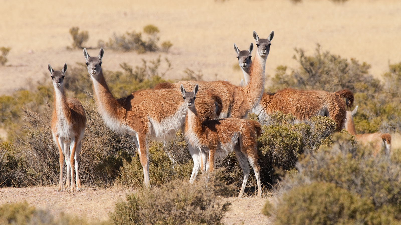Guanaco | Animal Planet's The Most Extreme Wiki | Fandom