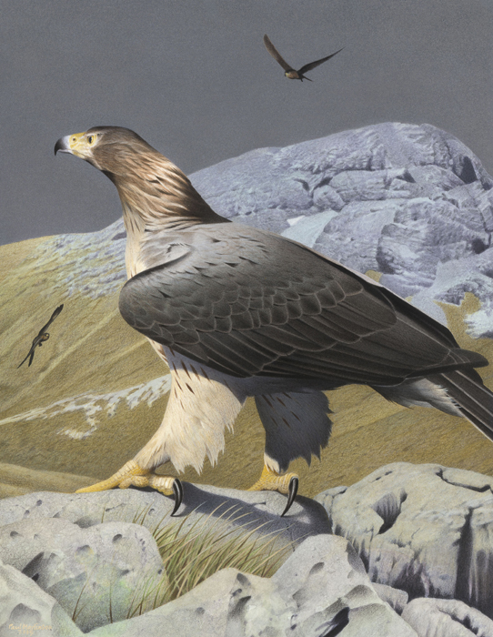 Haast's Eagle | Animal Planet's The Most Extreme Wiki | FANDOM powered ...