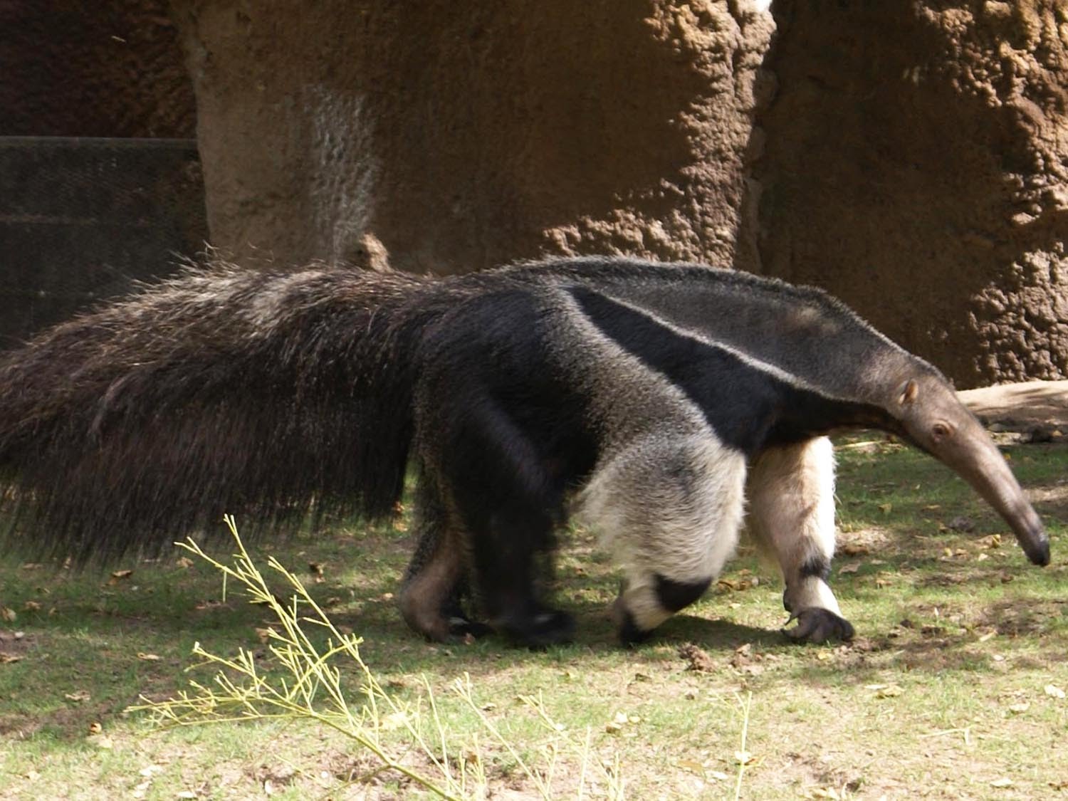 Giant Anteater | Animal Planet's The Most Extreme Wiki ...