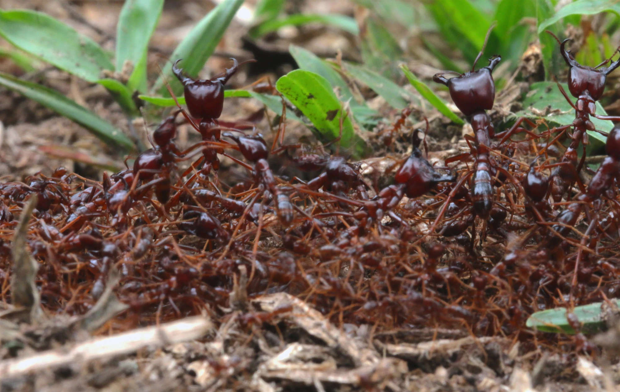 Driver Ant Animal The Most Extreme Wiki Fandom