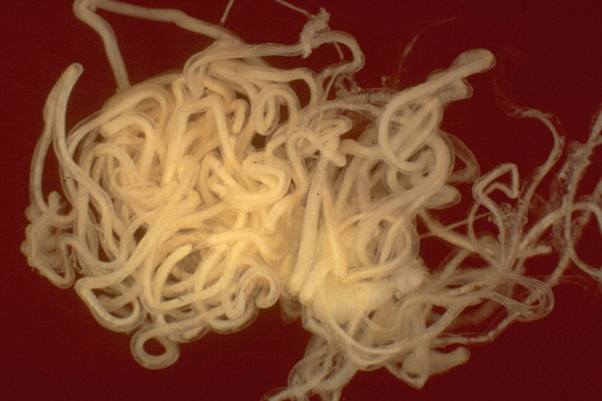 What Is The Main Way That Parasitic Worms Cause Disease