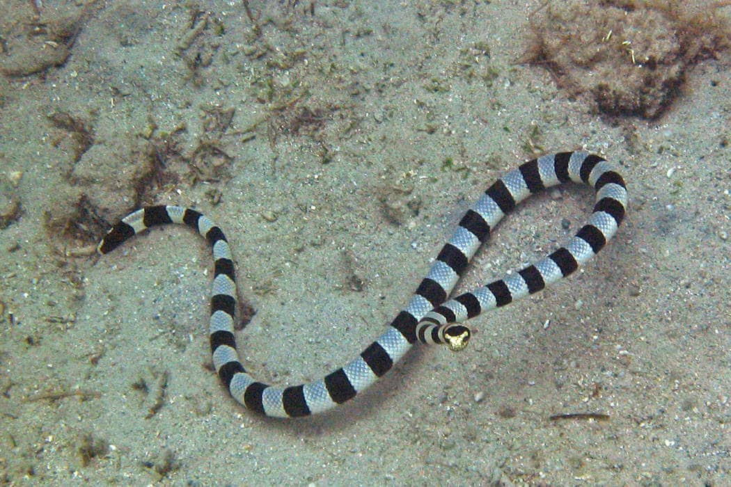 Sea Snake | Animal Planet's The Most Extreme Wiki | Fandom