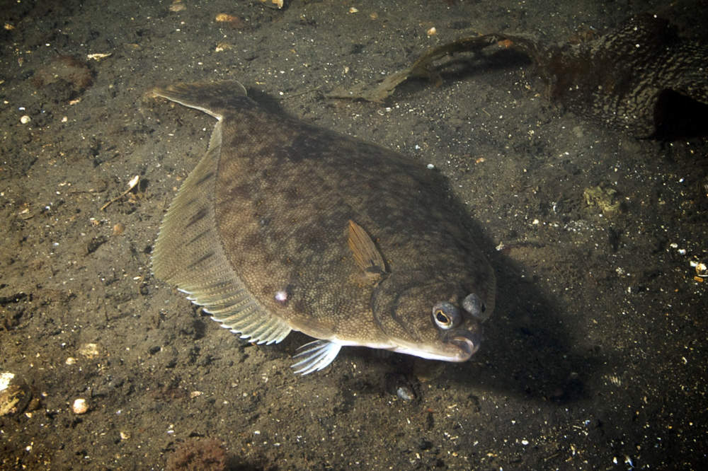 large flat fish