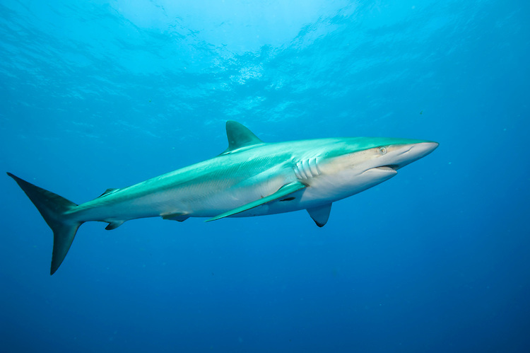 Silky Shark | Animal Planet's The Most Extreme Wiki | Fandom