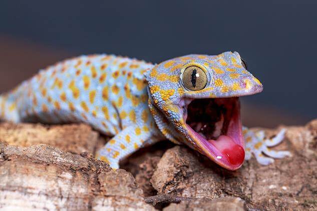 Gecko | Animal Planet's The Most Extreme Wiki | FANDOM powered by Wikia