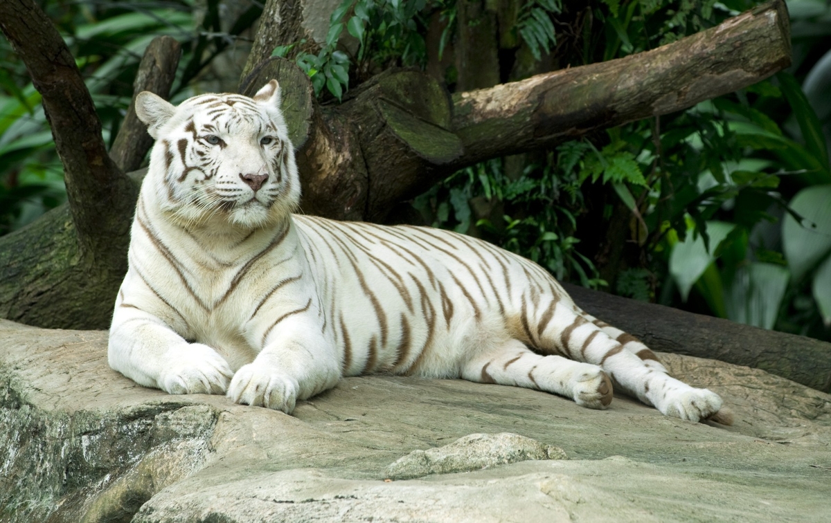 white-tiger