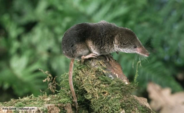 Shrew Animal The Most Extreme Wiki Fandom