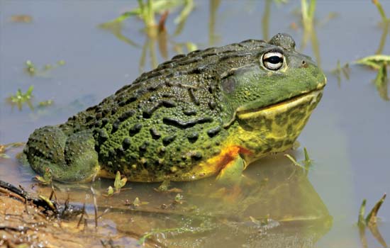 African Bullfrog | Animal Planet's The Most Extreme Wiki