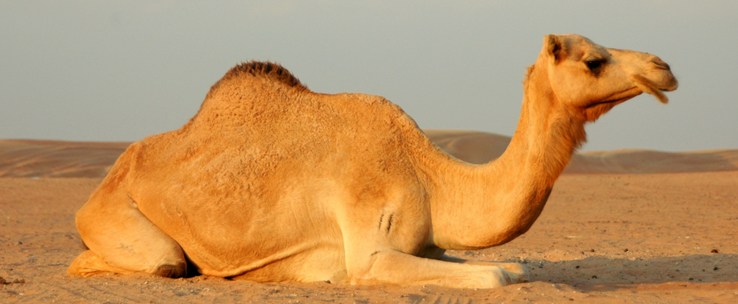 Camel | Animal Planet's The Most Extreme Wiki | Fandom