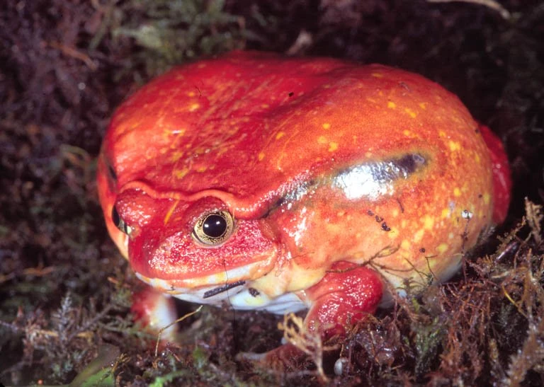 Tomato Frog | Animal Planet's The Most Extreme Wiki | Fandom