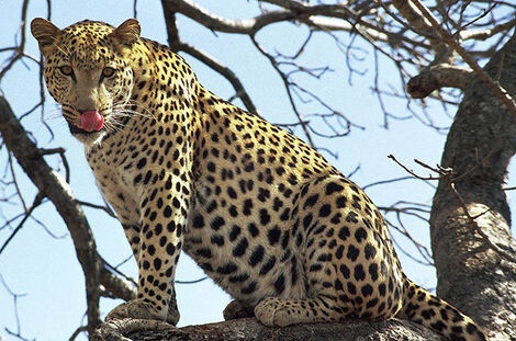 Leopard