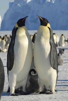 Emperor Penguin