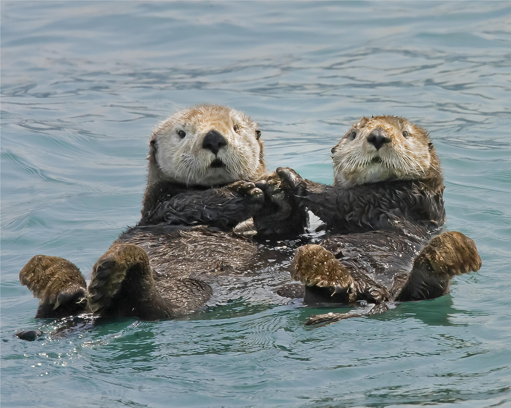 Sea Otter | Animal Planet's The Most Extreme Wiki | Fandom