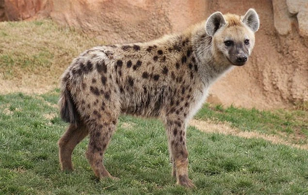 Hyena | Animal Planet's The Most Extreme Wiki | Fandom