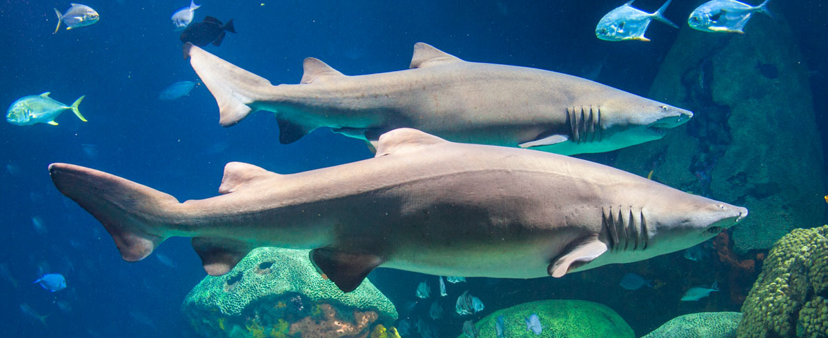 Sand Tiger Shark | Animal Planet's The Most Extreme Wiki | Fandom