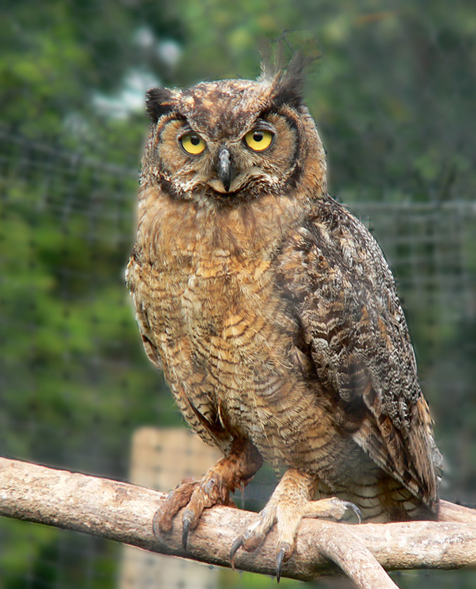 Picture Of Owl 9