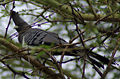 120px-Corythaixoides leucogaster1-1-