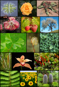250px-Diversity of plants image version 5-1-