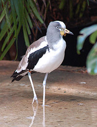 200px-White-crowned Plover Vanellus albiceps Front 1750px-1-