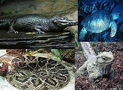 251px-Reptiles-1-