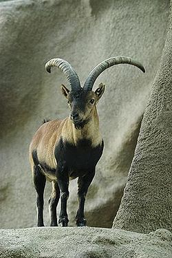 250px-Lightmatter ibex-1-