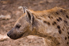 220px-Crocuta crocuta-1-