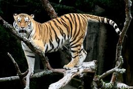 800px-Siberian Tiger sf-1-