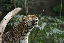 220px-Panthera pardus orientalis Korkeasaari-1-