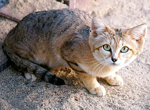 Felis margarita-1-