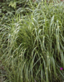 94px-Han iri susuki Zebra grass-1-