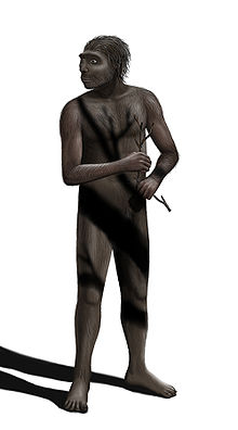 220px-Homo erectus Steveoc 86-1-