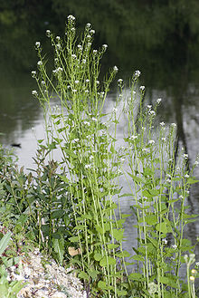 220px-Alliaria petiolata marais-belloy-sur-somme 80 26042007 3-1-