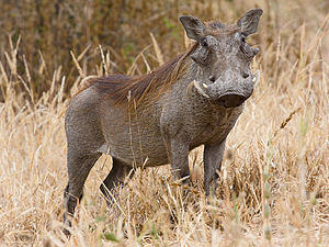 300px-Tarangire Warzenschwein1-1-