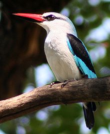 220px-WoodlandKingfisher-1-