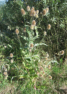 220px-Dipsacus fullonum1-1-