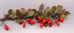 240px-Berberis thunb frt-1-