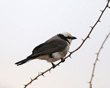 220px-Eurocephalus rueppelli-1-