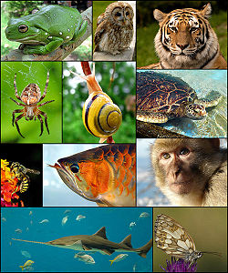 250px-Animal diversity October 2007-1-