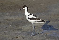 250px-Pied Avocet Recurvirostra avosetta-1-