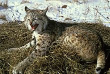 220px-Rotluchs2-1-
