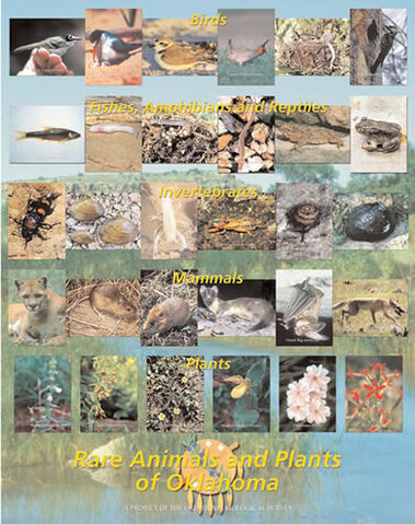 File:Rare animals plants-1-.jpg