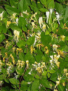 220px-Honeysuckle-1-