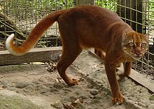 220px-Bay cat 1 Jim Sanderson-cropped-1-