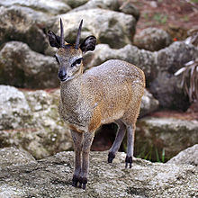 220px-Klipspringer-1-