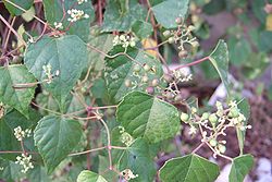 250px-Ampelopsis brevipedunculata var. hancei soann-pho-to 001-1-